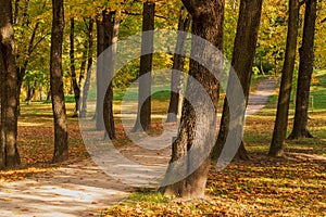 The path in the autumn park, yellow, orange leaves of trees have fallen to the ground. A walk in the woods in autumn