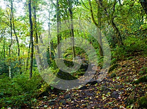 A path through autumn woodland