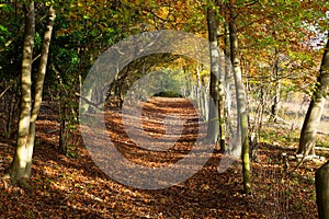 Path through Autumn Woodland in Surrey, England