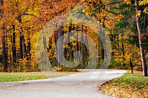 Path Autumn Woods