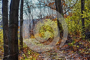 Path Through Autumn Woods with Overlook