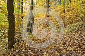 Path in the autumnal colorful forest