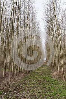 Path through avenue in monoculture