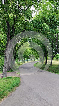 A path of avenues of trees