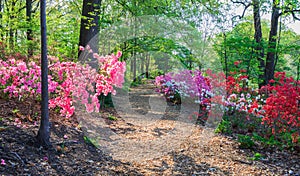 Path Through Azaleas Washington DC Arboretum