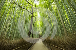 Path of Bamboo, Arashiyama, Kyoto, Japan