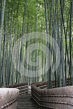 Path through a Bamboo Forest