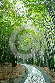 Path in bamboo forest