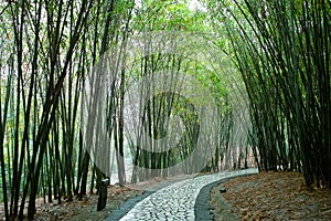 Path in bamboo forest