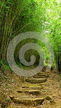 Path in bamboo forest