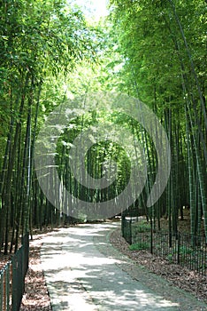 Path in bamboo forest