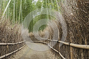 path in Bamboo forest in Arashiyama, Kyoto, Japan