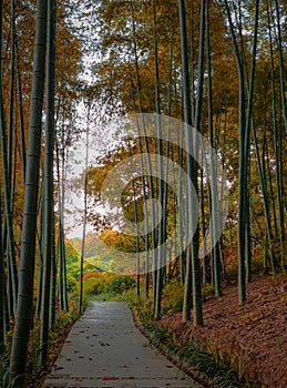 Path in bamboo forest in autumn