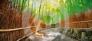 Path in bamboo forest in Kyoto, Japan