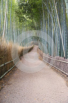 Path and bamboo forest in Kyoto Japan