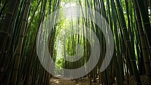 a path through a bamboo forest with lots of tall trees