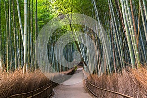 Path through bamboo forest at Sagano, Arashiyama, Kyoto,