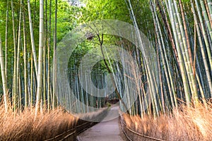 Path through bamboo forest at Sagano, Arashiyama, Kyoto