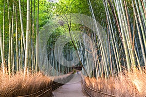 Path through bamboo forest at Sagano, Arashiyama, Kyoto photo