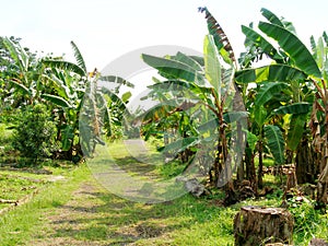 Path through banana plantation