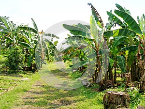 Path through banana img