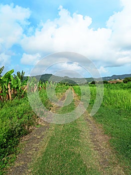 Path in banana plantation. Tropical nature landscape of the French Antilles. Vegetation and organic agriculture. Outdoor sports in