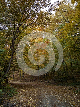 Path at Barnova Forest , Iasi Country , Romania