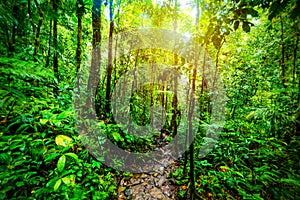 Path in Basse Terre jungle in Guadeloupe