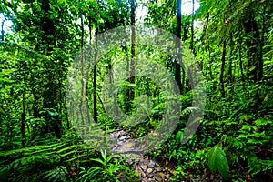 Path in Basse Terre tropical jungle photo