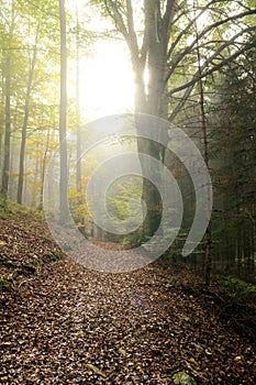 Path in the bavarian forest