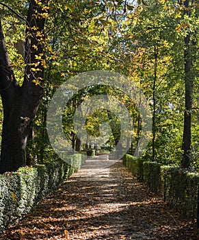 Path in a beautiful autumn city park. Autumn landscape of the city alley