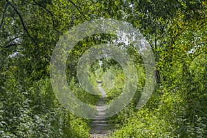 Path in beautiful beech forest