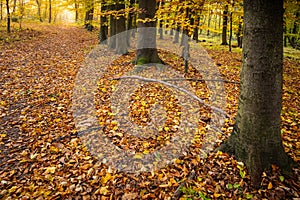 Path through beautiful colorful autumn beech forest