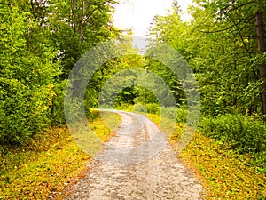 a path through a beautiful forest, green forest,