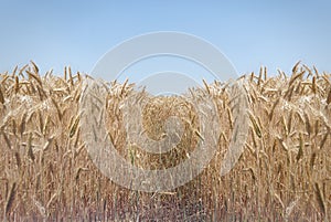 Path in beautiful wheat field on a sunny day.