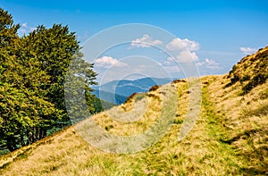 Path through beech forest on a grassy hillside