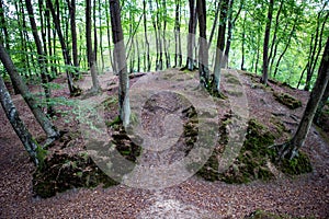 Path in a beech forest. Pedestrian route through the woods