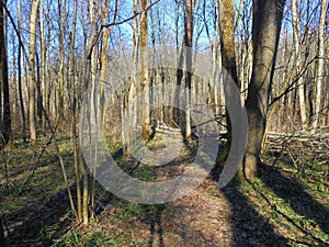 Landscape in the forest with trees without leaves with falling long shadows in spring forest.