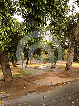 Path Between Benchs in Quinta da Boa Vista Rio de Janeiro Brazil.