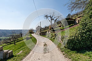 Path besides vineyard on hill