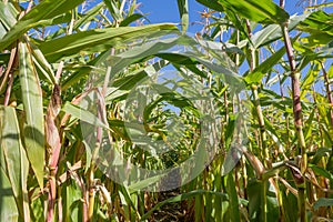 Path through a big cornfield