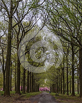 Path between big oaks leading to cherry trees in blossom