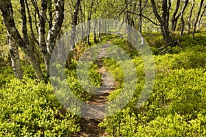 Path among bilberry bushes