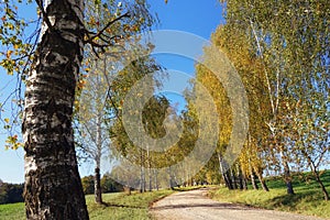 Path through birch avenue near Kleinmariazell in autumn