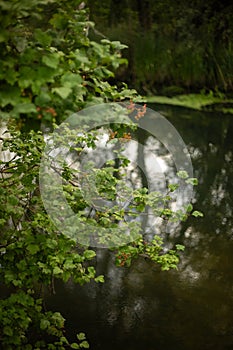 path through the birch forest in early spring