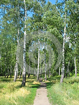 Path in a birch grove. Summer landscape.