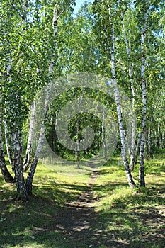 Path in a birch grove. Summer landscape.