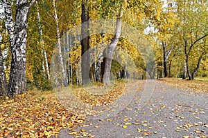 Path in birch grove with yellow leaves in cloudy autumn day