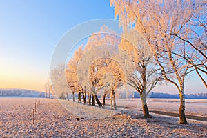 A path with birch and rime