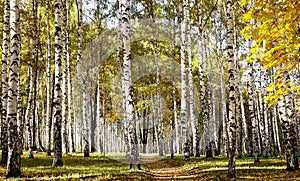 Path in birch sunny forest